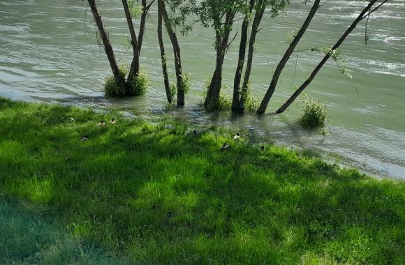 Drina patke