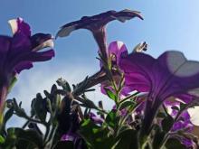 Servisne ljubicasto cvijece