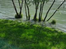 Drina patke